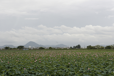 草津市立水生植物公園みずの森 - 01