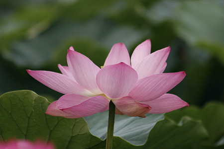 草津市立水生植物公園みずの森 - 05