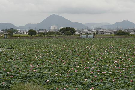 草津市立水生植物公園みずの森 - 11