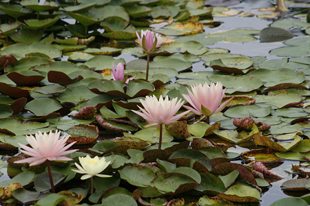 草津市立水生植物公園みずの森 - 13