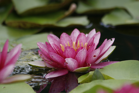 草津市立水生植物公園みずの森 - 15