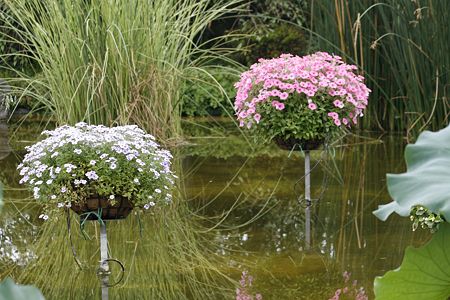 草津市立水生植物公園みずの森 - 17