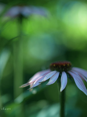 flower energy