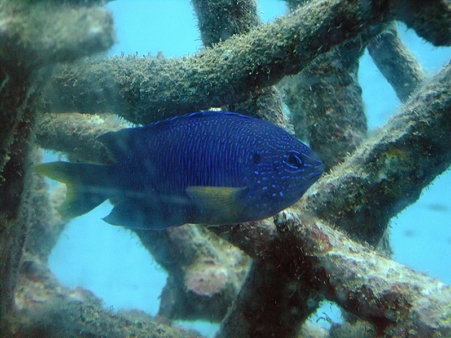 guam32