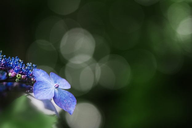 花の力