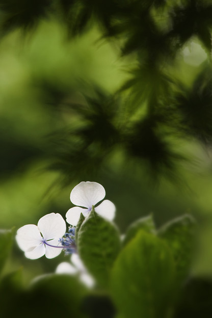 楓と紫陽花