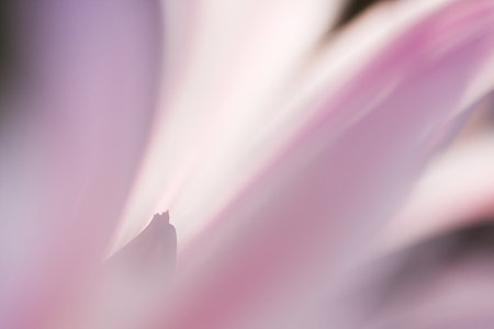 桃色の中で