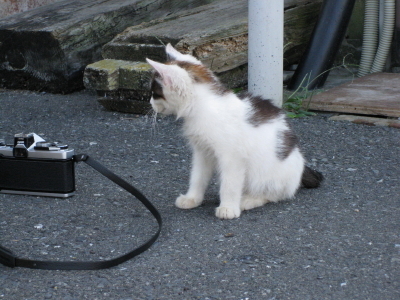 チビ猫A1 これにゃーに?