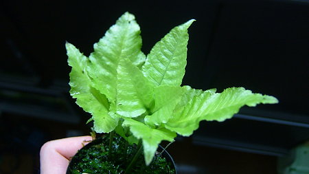 DSCF0874