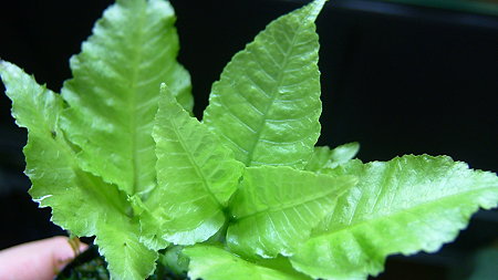 DSCF0875