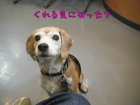 くれる気になった?