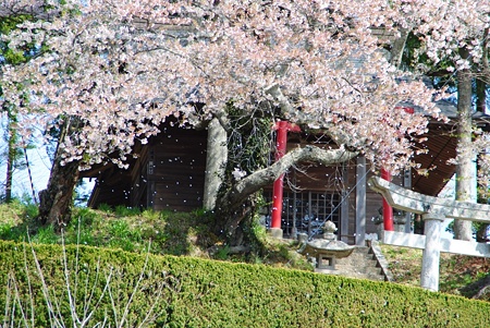 miharutakizakura12