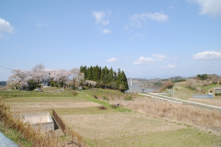 miharutakizakura19
