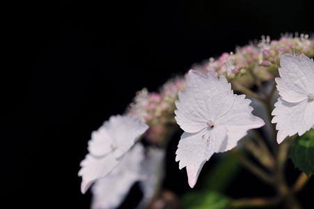 DSC_4149a