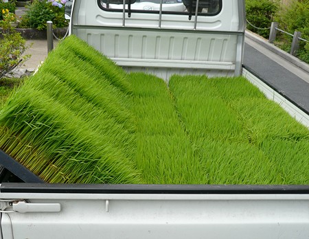 090607_green