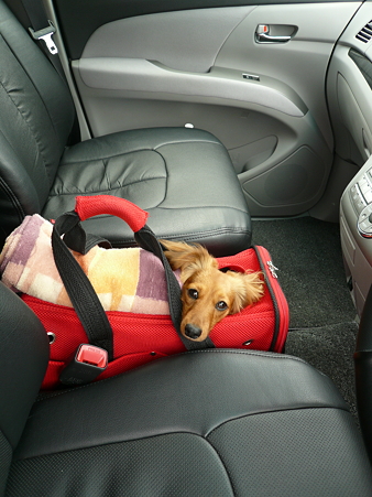 dog
