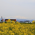 菜の花畑(2)　白山を背景に　国道とバス