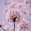 Photos: 桜