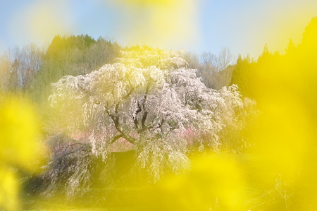又兵衛桜・4