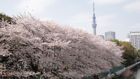 猿江恩賜公園 桜満開 スカイツリーも見えている。