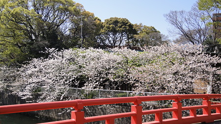 品川宿 目黒川の桜