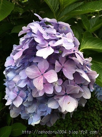 紫陽花4