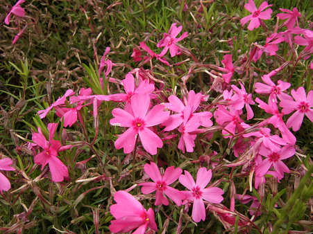 芝桜３