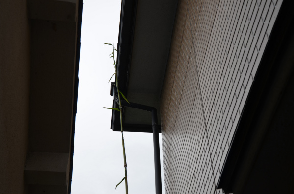 破竹の勢いで成長するハチク