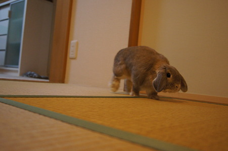 たたみ4
