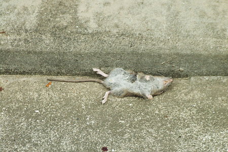 死んでいる鼠と