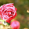 Photos: 平和公園・薔薇03-11.10.20