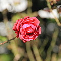 Photos: 平和公園・薔薇04-11.10.20