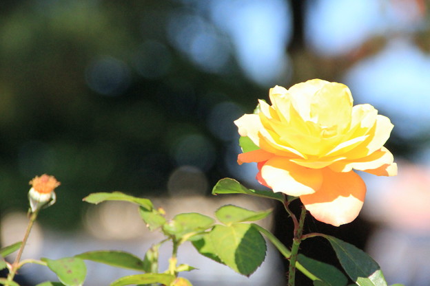 Photos: 平和公園・薔薇05-11.10.20
