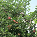 Photos: リンゴの実02-12.07.10